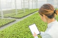 Female Biotechnology engineer tablet greenhouse. Plant seedlings growing greenhouse spring Royalty Free Stock Photo