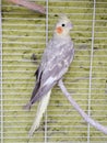 female bird nymph in light grey with yellow in a cage Royalty Free Stock Photo