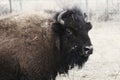 Female bison