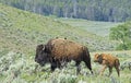 Female Bison with calf and cowbirds on her back.