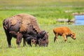 Female bison with a calf grazing in Yellowstone National Park, Wyoming Royalty Free Stock Photo