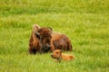 Female bison with a calf laying in a green field, Yellowstone National Park, Wyoming Royalty Free Stock Photo