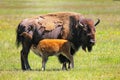 Female bison with a calf nursing, Yellowstone National Park, Wyoming