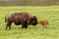 Female bison with a calf standing in a green field, Yellowstone National Park, Wyoming Royalty Free Stock Photo