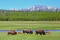 Female bison with calves grazing in Yellowstone National Park, Wyoming Royalty Free Stock Photo