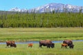 Female bison with calves grazing in Yellowstone National Park, Wyoming Royalty Free Stock Photo