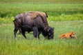 Female bison grazing with a calf lying next to her, Yellowstone National Park, Wyoming Royalty Free Stock Photo