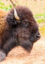 Female bison head