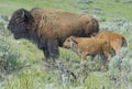 Female Bison with two calves in green field.
