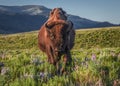 Female bison walking through the wildflowers of Lamar Valley