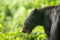 Female black bear feeding