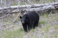 Female Black Bear in the springtime.