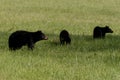 Female Black Bear with Two Yearlings Graze In Grassy Field Royalty Free Stock Photo