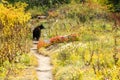 Female black bear walks on the Wonderland Trail inside Mount Rainier National Park Royalty Free Stock Photo