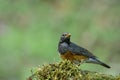 Female Black-breasted thrush Turdus dissimilis beautiful brown to grey with grey to black nect to face and back perching on Royalty Free Stock Photo