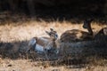 Female black-bucks resting Royalty Free Stock Photo