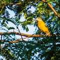 Female black capped grosbeak bird in a tree Royalty Free Stock Photo