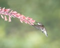 Female black-chinned hummingbird hovering near flowers, collecting nectar. Archilochus alexandri. Royalty Free Stock Photo