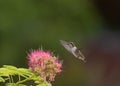 Female black chinned hummingbird and mimosa flower Royalty Free Stock Photo