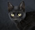 Black kitten pet adoption portrait Royalty Free Stock Photo