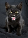 Scary black cat Royalty Free Stock Photo