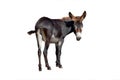 Female black donkey isolated on white Royalty Free Stock Photo