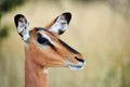 Female black faced impala portrait Royalty Free Stock Photo