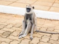 Female black-faced monkey or Langur monkeys in Anuradhapura ancient city, Sri Lanka