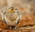 A female Black-faced Sandgrouse Royalty Free Stock Photo