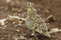 Female Black-faced Sandgrouse