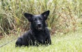 Black German Shepherd mix dog laying down Royalty Free Stock Photo
