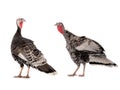 Female black and grey turkey isolated on white Royalty Free Stock Photo