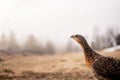 Female Black Grouse on wild, natural environment. Royalty Free Stock Photo