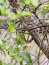 Female Black-headed Apalis Royalty Free Stock Photo