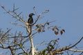 Female Black Hornbill on Fig Tree Royalty Free Stock Photo