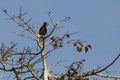 Female Black Hornbill Preening on Fig Tree Royalty Free Stock Photo