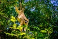 Female black howler monkey with blonde coat in Ibera Wetlands in Argentina