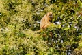 Female Black Howler Monkey in Tree Vocalizing