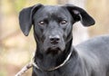 Female Black Labrador Retriever mix breed dog outside on leash Royalty Free Stock Photo