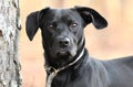 Female Black Labrador Retriever mix breed dog outside on leash Royalty Free Stock Photo