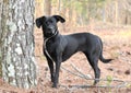 Female Black Labrador Retriever mix breed dog outside on leash Royalty Free Stock Photo