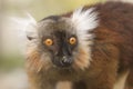 Female Black Lemur