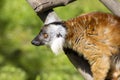 Female Black lemur, Eulemur m. macaco Royalty Free Stock Photo