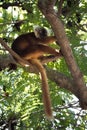 Female Black lemur Eulemur macaco sitting in a tree eating a banana, Madagascar Royalty Free Stock Photo
