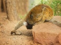 Female black lemur sits on a rock. Eulemur macaco is an endangered animal of Madagascar. Environmental issues. Royalty Free Stock Photo