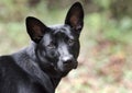 Black mixed breed stray puppy dog