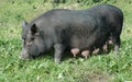 Female black pig Royalty Free Stock Photo