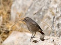 Female black redstar. Andalusia. Royalty Free Stock Photo