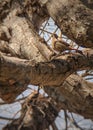 Female Black redstart on a Lindentree Royalty Free Stock Photo