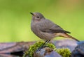 Female Black Redstart close shot of perched bird on mossy branches Royalty Free Stock Photo